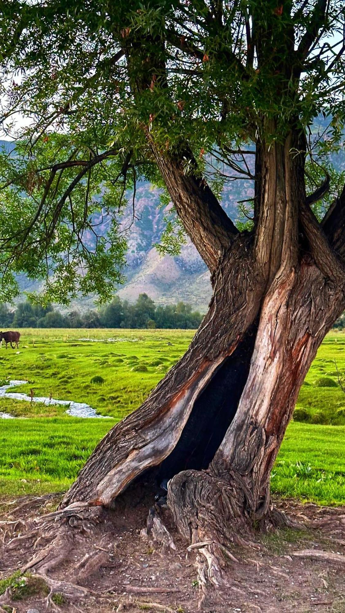 Kolsay Kazakh Village Saty Exteriér fotografie